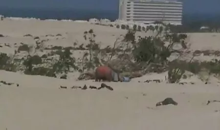 かわいい成熟した妻は夫と彼女の猫に恋人のコックを取ります イケメン h 動画